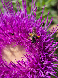 Image result for Ctenium concinnum