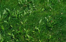 Mow your lawn regularly and keep your grass blades 2 inches tall. Five Things You Need To Know About Pre Emergent Weed Control