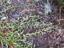 For areas that get a good amount of foot traffic and have damp soil with some shade, carpet grass does better than a good number of other choices. Carpet Grass Axonopus Fissifolius Feedipedia