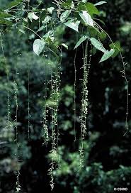 Image result for Indigofera ormocarpoides
