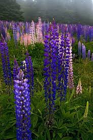 When you think of new england trees, perhaps you think of brilliantly colored foliage in the fall months. 86 New England Flowers Ideas Flowers New England Plants
