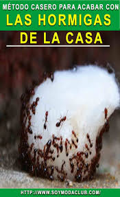 Hoy queremos ayudarte a eliminar las hormigas de tu casa de forma definitiva. Remedio Para Eliminar Las Hormigas De La Casa Eliminar Hormigas Cocina Repelente De Hormigas Las Hormigas