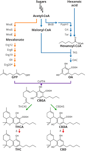 Cbd To Thc Conversion Reddit