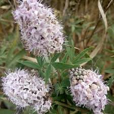 Image result for Vitex thyrsiflora