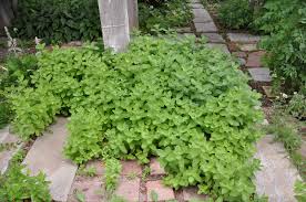 Image result for Mentha