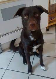 We did not find results for: Boradors Border Collie Lab Mix Everything You Need To Know