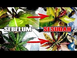 Bunga Puring Tidak Muncul Warna Inilah Cara Merawat Dan Mengatasinya Gogreen 102 Youtube Bunga Warna Tanaman