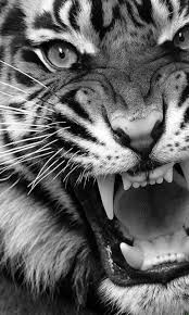 Todas las im�genes mostradas son de origen desconocido. Tigre 2d A 3d Imagen En Movimiento Creditos Fotografia De Pinterest Tiger Animalart Natureza Selvage Motion Images Tiger Photography Tiger Artwork