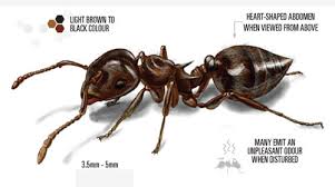 This method also disrupts the digestive systems of red ants. Acrobat Ants Facts Identification How To Get Rid Of Them