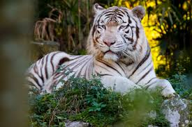 The following 70 files are in this category, out of 70 total. Sao Paulo Zoo Sao Paulo Brazil White Tiger Trip Animals