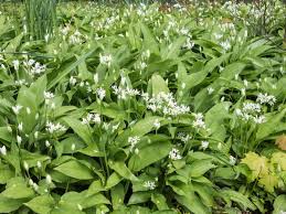 Die leidenschaftliche begeisterung für natur und garten habe ich schon als kind von meinen eltern und großeltern. Barlauch Allium Ursinum Deine Neue Staude Exklusives Wissen