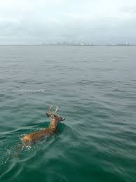 Image result for Dissotis trothae