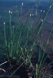Image result for Eleocharis naumanniana