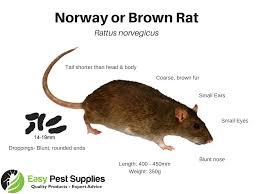 Once rats are in a home, they're a challenge to get rid of due to their high intellect and keen abilities. How To Get Rid Of Rats Mice