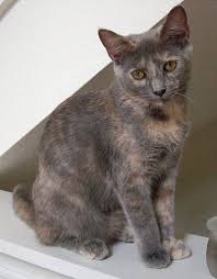 Dilute Tortie Google Search Grey Tortoiseshell Cat Cats Tabby Cat
