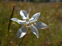 Image result for Moraea natalensis