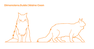 maine coon cat dimensions drawings dimensions guide