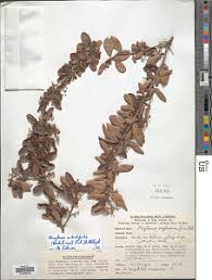 Image result for Gymnosporia pubescens