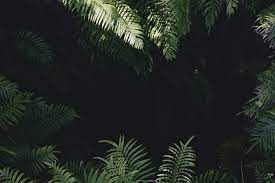 Ferny Hole Hd Photo By Yoal Desurmont Yoal Des On Unsplash Jungle Photography Jungle Pictures Stock Images Free