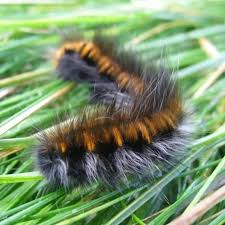 Black And Red Caterpillar With Horn Insect Fox Moth Caterpillar Macrothylacia Rubi Caterpillar Beautiful Bugs Caterpillar
