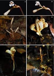 Image result for Didymoplexis