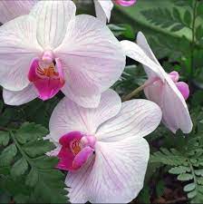 Pin By Richmondmom On Flowers Orchid Flower Hawaii Orchids Beautiful Orchids