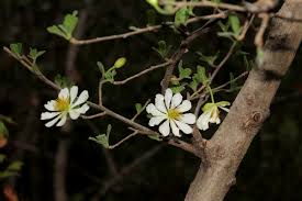 Image result for Xylotheca tettensis