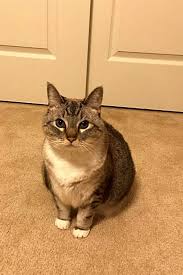 Aussie pet grooming memphis : Want To Adopt A Pet Here Are 5 Lovable Kitties To Adopt Now In
