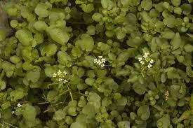 Image result for Nasturtium microphyllum