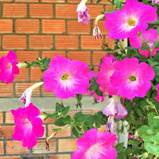 Image result for foto petúnie