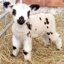 Fainting Goats And Teacup Pigs Need To Move Aside So You Can Make Way In Your Heart For Babydoll Sheep These Adorable Farmy Babydoll Sheep Pet Sheep Cute Goats