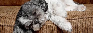 What can i give a dog for upset stomach. Dog Upset Stomach Causes Symptoms Petsmart