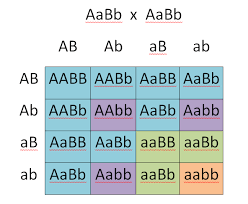 Includes worked examples of dihybrid crosses. Determining Genotypes And Phenotypes Using Punnett Squares Free Homework Help
