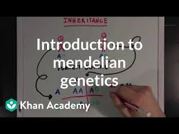 An Introduction To Mendelian Genetics Video Khan Academy
