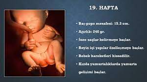 hafta hafta fetus ne yapar prof dr basak baksu