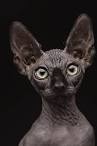 Sphynx cat price range. Hairless cat cost. Where to buy ...