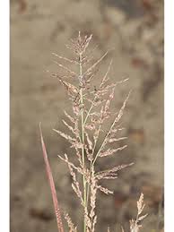 Image result for Elionurus tripsacoides