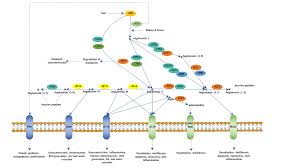 We're going to follow a pattern here. Renin Angiotensin System Cusabio