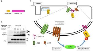 Check spelling or type a new query. Frontiers Caveolae Specific Camkii Signaling In The Regulation Of Voltage Dependent Calcium Channel And Cardiac Hypertrophy Physiology