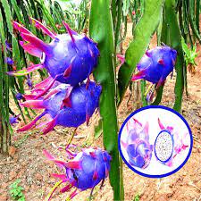 Seed blue dragon fruit plant. Cheap Price 100pcs Bag White Dragon Fruit Cactus Non Gmo Colorful Hylocereus Und Note Payment We Accept Dragon Fruit Plant Dragon Fruit Cactus Bonsai Plants
