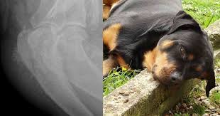 Bone cancer is one of the most prevailing types of cancer in dogs. Bone Cancer In Dogs Signs Survival Walkerville Vet