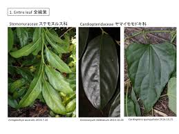 Image result for Cardiopteridaceae