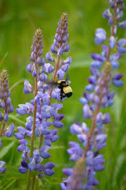 Image result for Spermacoce perennis