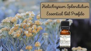 Image result for Helichrysum africanum
