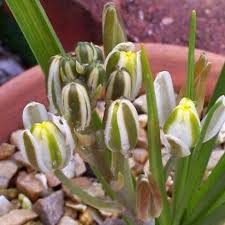 Image result for Albuca setosa