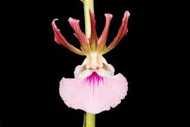 Image result for Eulophia