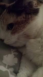 But because the liver is involved in many other bodily processes, you should also watch out for symptoms. Lump On Cat S Jaw Please Help Very Distressed Thecatsite