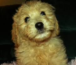 We did not find results for: Nala F1 Goldendoodle Mini Aussiedoodles And Australian Labradoodle Puppies Best Aussiedoodle Breeders In Washington State Portland Oregon