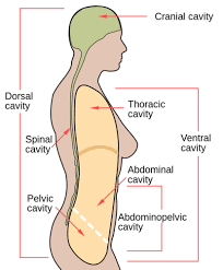 11 Name The Muscle That Subdivides The Ventral Body Cavity 12 What Are The  Bony | Course Hero