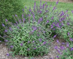 Check spelling or type a new query. Butterfly Bush Care And Maintenance Garden Mandy